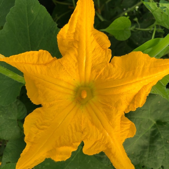 🌹🌹🌹🌹🌹🌹🌹🌹🌹🌹🌹🌹🌹🌹🌹🌹 - Picture 7 of 12